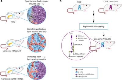 The long and winding road: From mouse linkage studies to a novel human therapeutic pathway in type 1 diabetes